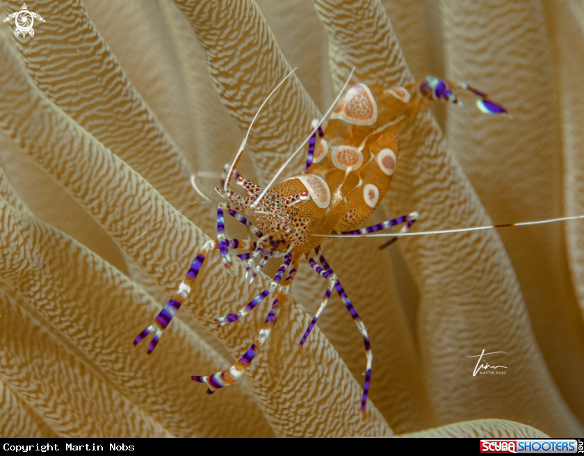 A Yucatan cleaner shrimp