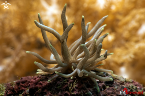 A Phyllodesmium briareum