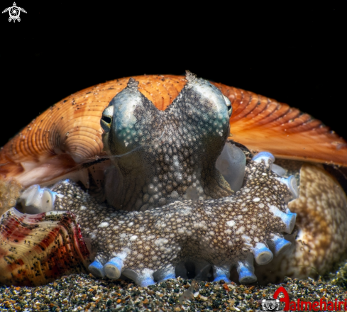 A Coconut  Octopus