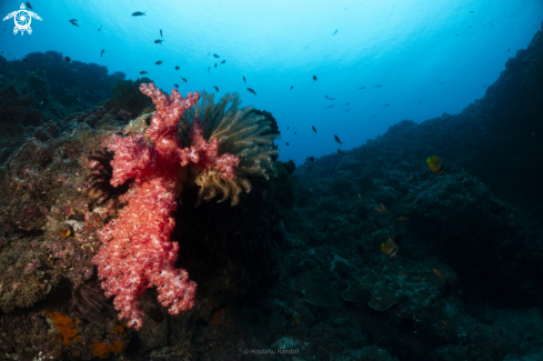 A softcoral