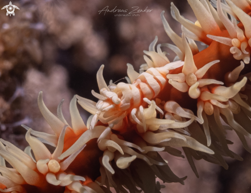 A Whip coral shrimp