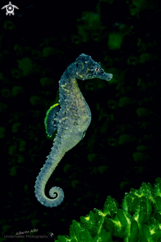 A Hippocampus