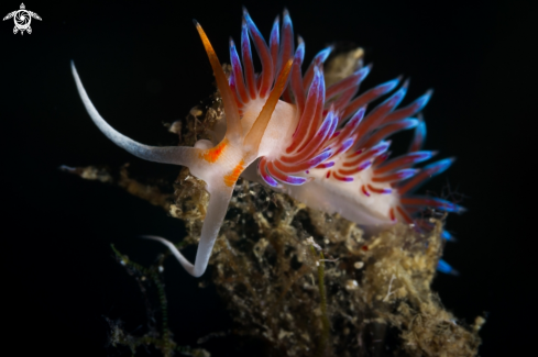 A Cratena peregrina nudibranch