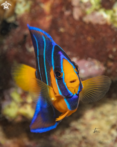 A Holacanthus ciliaris | Queen Angelfish