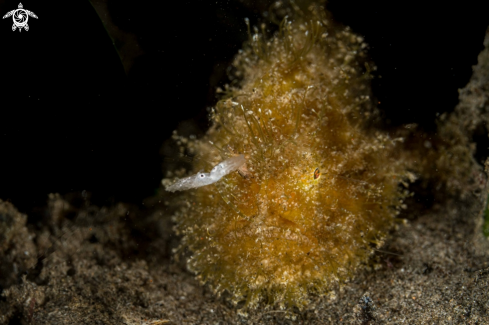 A Antennarius striatus | Hairy Frogfish