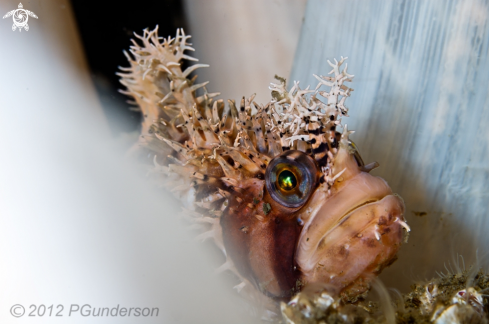 A Chirolophis decoratus  | Decorated Warbonnet