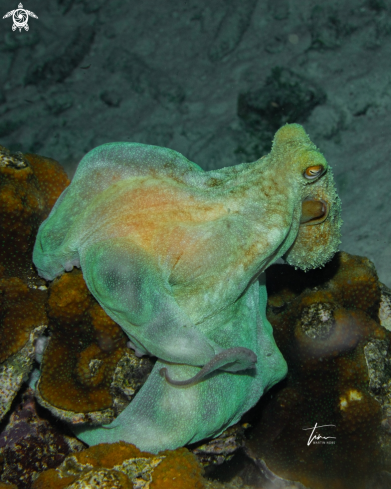 A Octopus briareus | Caribbean reef octopus