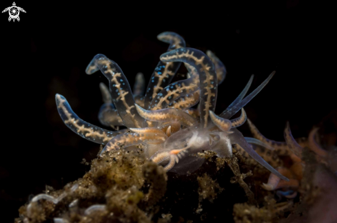 A Phyllodesmium poindimei | Phyllodesmium poindimei