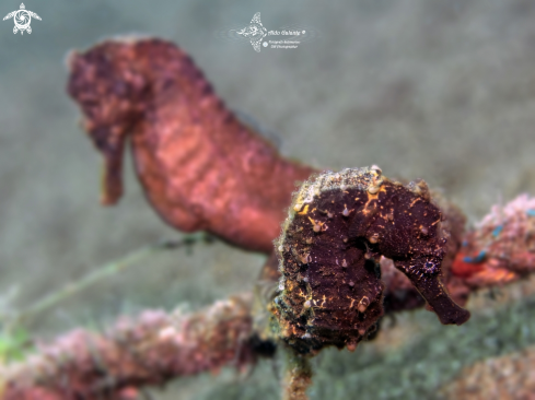 A Sea Horse