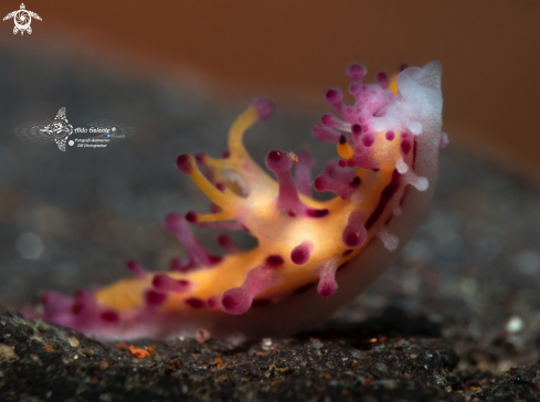 A Aegires villosus Farran, 1905 | Nudibranch