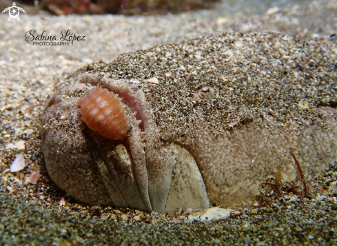 A Pejesapo con piojo de mar 