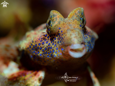 A Synchiropus morrisoni (Schultz 1960)  | Morrison's Dragonet (4 cm.)