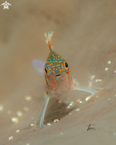 A Redspotted Hawkfish