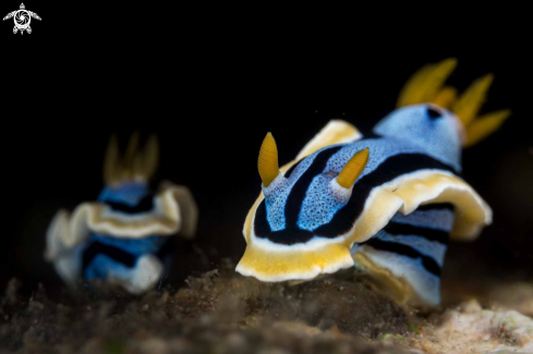 A Chromodoris annae