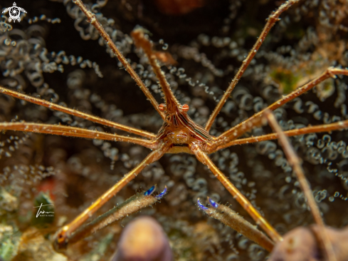 A Arrow crab