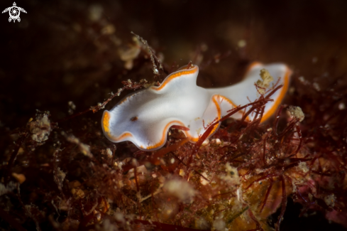 A Marine flatworm