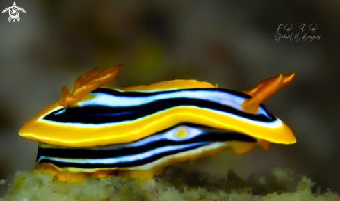 nudibranquio