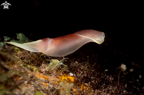 A Chelidonura amoena