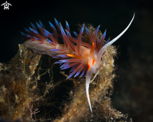 A Cratena peregrina nudibranch