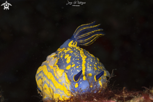 A Felimare picta | Elegant Sea Slug