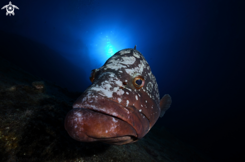 A Epinephelus marginatus | Dusky Grouper