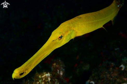 A Aulostomus strigosus | Atlantic cornetfish