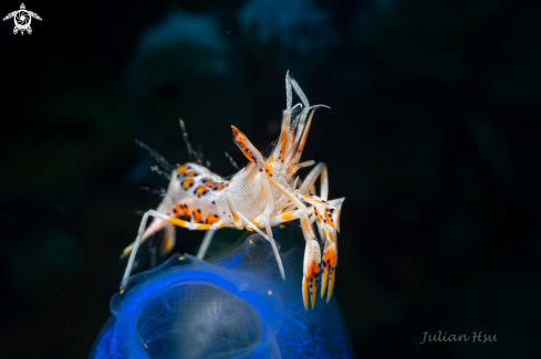 A Tiger shrimp