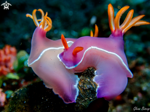 A Hypselodoris bullockii