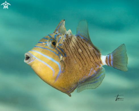 A Balistes vetula | Queen Triggerfish