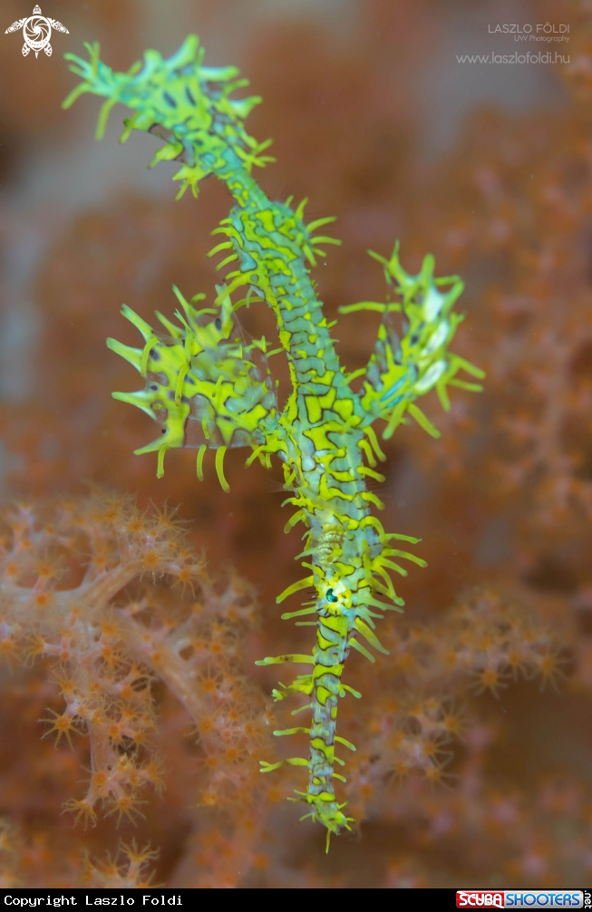 A Ghost pipefish