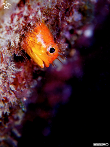 A Orange-Punk-Blenny