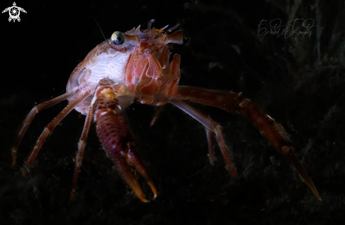 A Homarus gammarus | bogavante