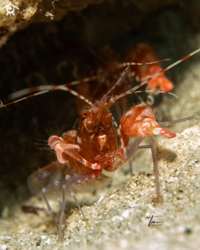 A Alpheus immaculatus | Snapping shrimp