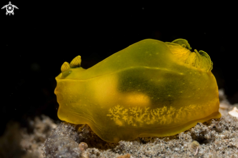 A Gymnodoris sp. 15  