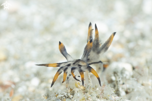 A Polycera sp. 