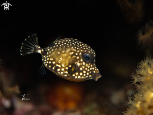 A Lactophrys triqueter | Smooth Trunkfish