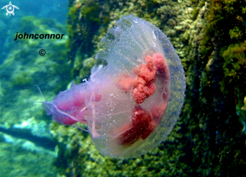 A Pelagia noctiluca | Méduse Péagique