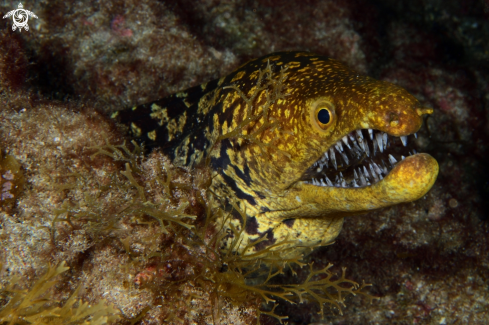 A Fangtooth moray