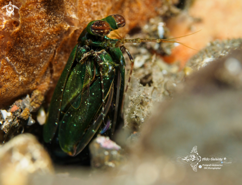 A Green Mantis Shrimp