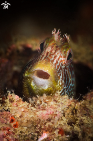 A Tube blenny