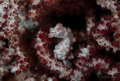 A Pygmy Seahorse