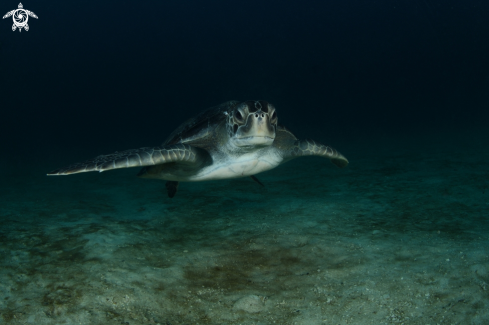 A Green Turtle