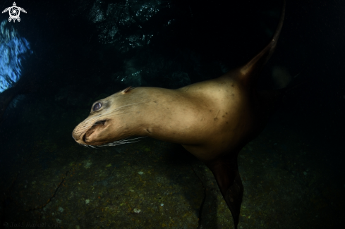 A Zalophus californianus | Sea Lion