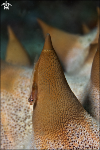 A Translucent Coral Goby on a horned seastar