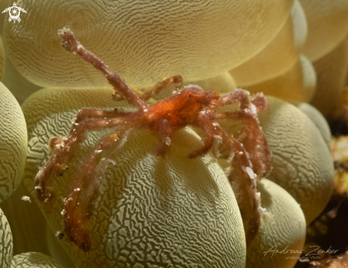 A Orang-utan crab