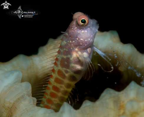 A Segmented Blenny