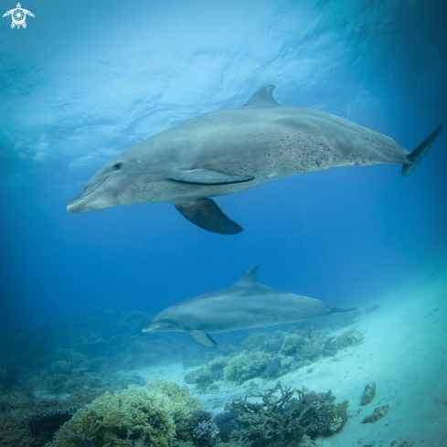 A delfines del rojo