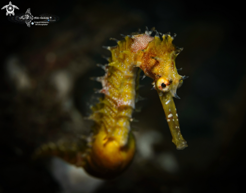 A Thorny Seahorse 