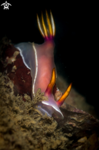 A Hypselodoris Bullockii nudibranch