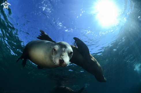 Sea Lion